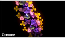 Animation&Presentation genome